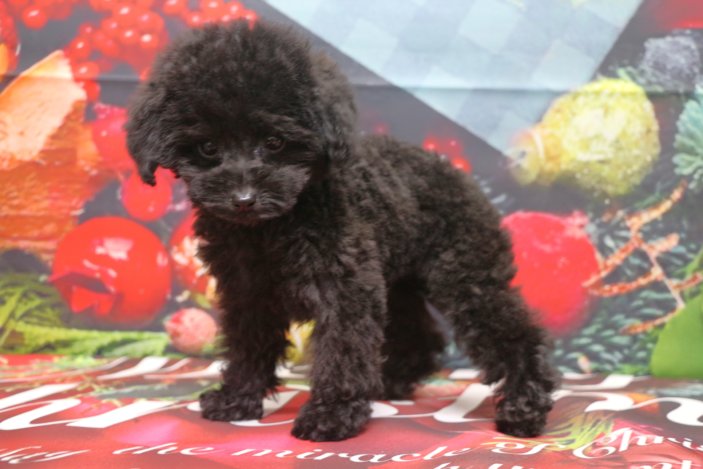 ティーカッププードルブリーダー子犬ブラック黒女の子生後2ヶ月半。千葉県鎌ヶ谷市船橋市市川市柏市白井市印西市千葉市ブリーダー画像