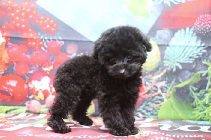 ティーカッププードルブリーダー子犬ブラック黒女の子生後2ヶ月半。千葉県鎌ヶ谷市船橋市市川市柏市白井市印西市千葉市ブリーダー画像