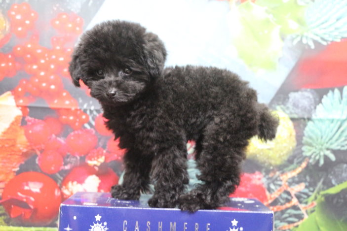 ティーカッププードルブリーダー子犬ブラック黒女の子生後2ヶ月半。千葉県鎌ヶ谷市船橋市市川市柏市白井市印西市千葉市ブリーダー画像