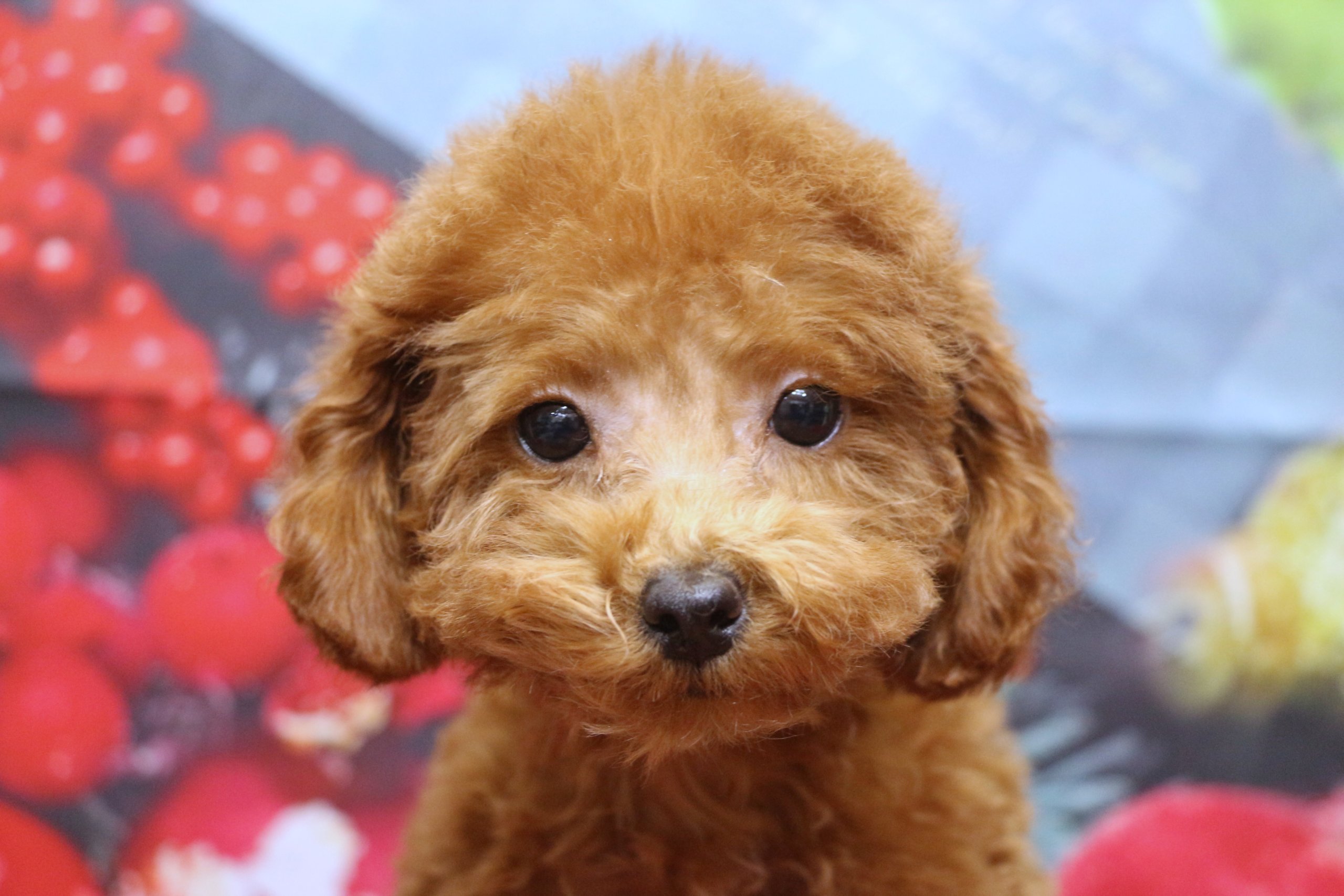 タイニープードルブリーダー子犬レッド女の子生後3ヶ月。千葉県鎌ヶ谷市船橋市市川市柏市白井市印西市千葉市ブリーダー画像