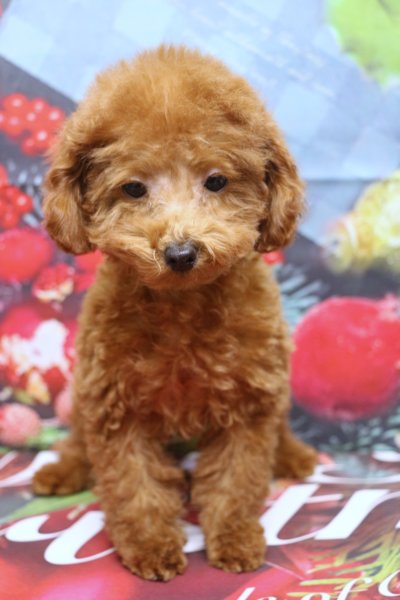タイニープードルブリーダー子犬レッド女の子生後3ヶ月。千葉県鎌ヶ谷市船橋市市川市柏市白井市印西市千葉市ブリーダー画像