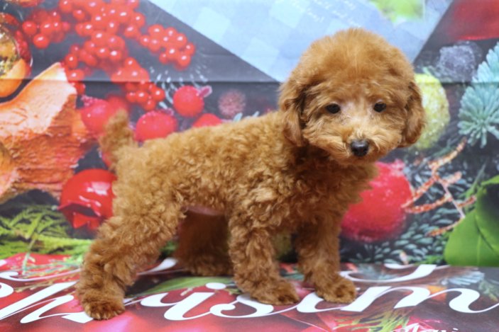 タイニープードルブリーダー子犬レッド女の子生後3ヶ月。千葉県鎌ヶ谷市船橋市市川市柏市白井市印西市千葉市ブリーダー画像