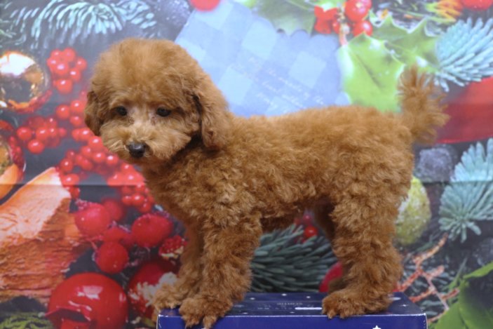 タイニープードルブリーダー子犬レッド女の子生後3ヶ月。千葉県鎌ヶ谷市船橋市市川市柏市白井市印西市千葉市ブリーダー画像