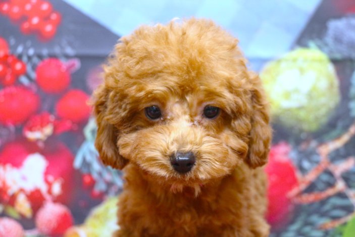 トイプードルブリーダー子犬レッド女の子生後3ヶ月。千葉県鎌ヶ谷市船橋市市川市柏市白井市印西市千葉市ブリーダー画像