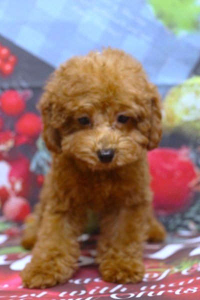 トイプードルブリーダー子犬レッド女の子生後3ヶ月。千葉県鎌ヶ谷市船橋市市川市柏市白井市印西市千葉市ブリーダー画像