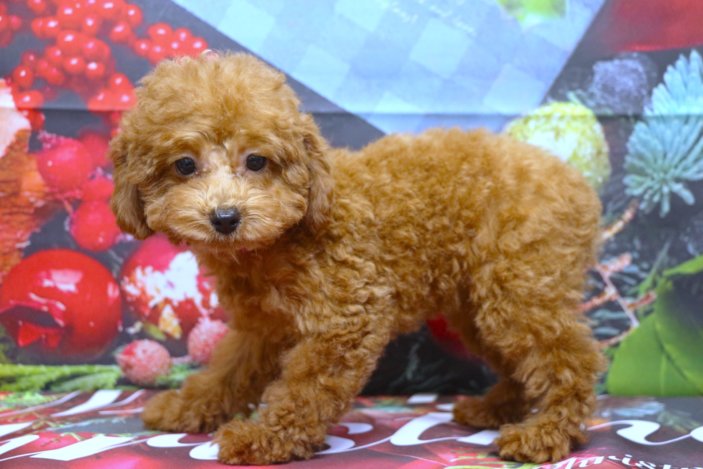 トイプードルブリーダー子犬レッド女の子生後3ヶ月。千葉県鎌ヶ谷市船橋市市川市柏市白井市印西市千葉市ブリーダー画像