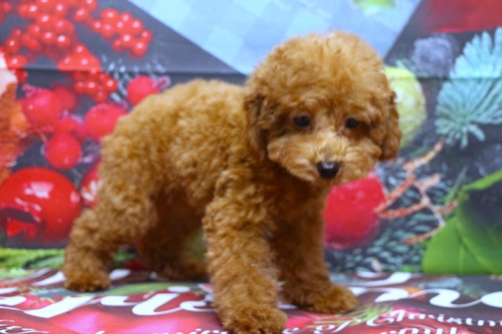 トイプードルブリーダー子犬レッド女の子生後3ヶ月。千葉県鎌ヶ谷市船橋市市川市柏市白井市印西市千葉市ブリーダー画像