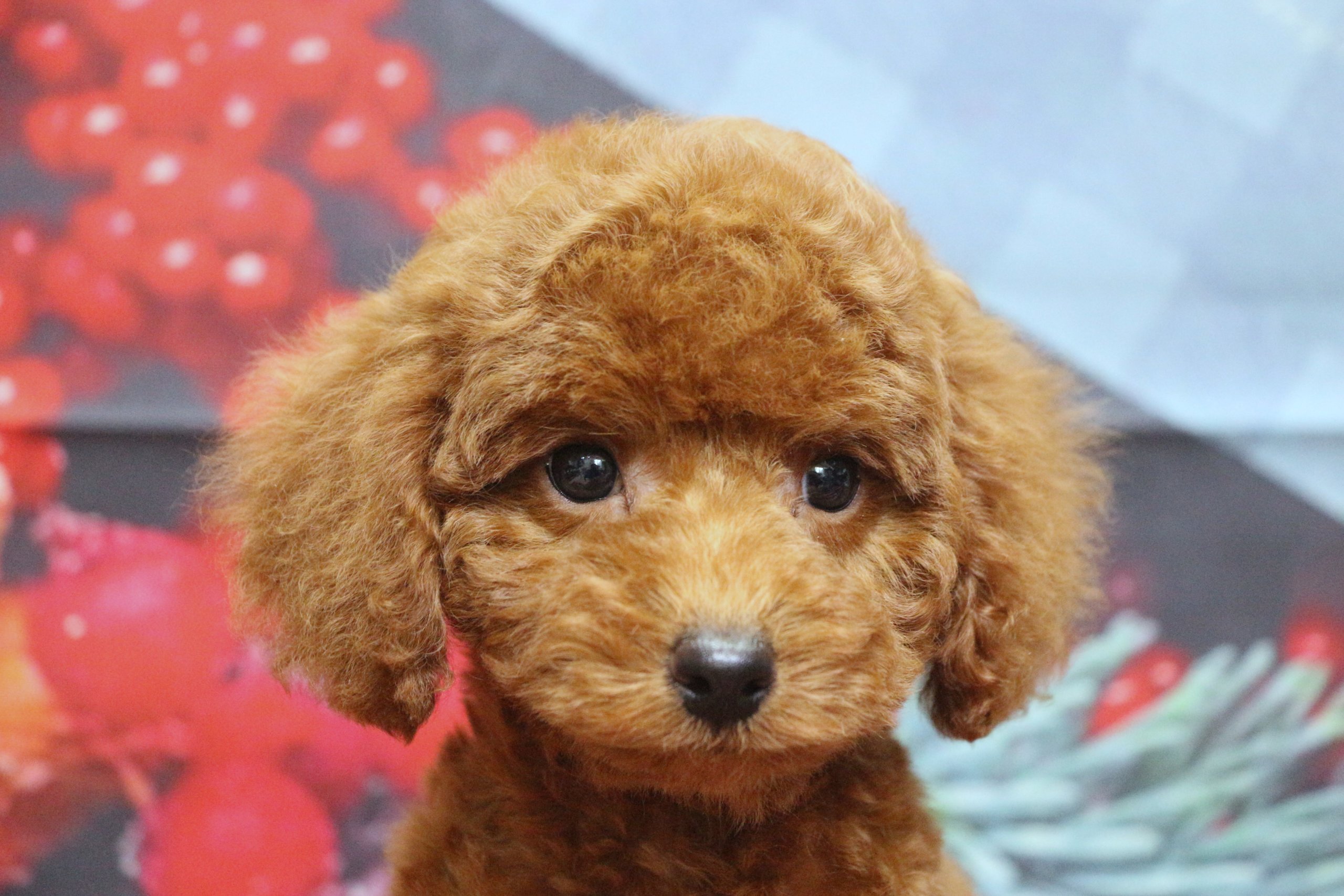 トイプードルブリーダー子犬レッド男の子生後2ヶ月。千葉県鎌ヶ谷市船橋市市川市柏市白井市印西市千葉市ブリーダー画像