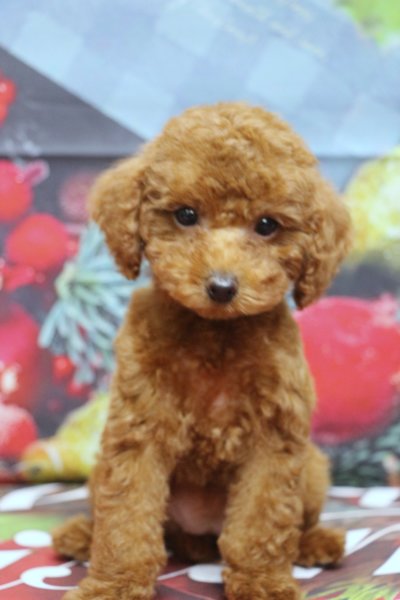 トイプードルブリーダー子犬レッド女の子生後2ヶ月。千葉県鎌ヶ谷市船橋市市川市柏市白井市印西市千葉市ブリーダー画像