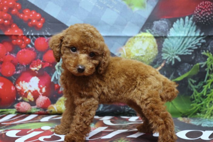 トイプードルブリーダー子犬レッド女の子生後2ヶ月。千葉県鎌ヶ谷市船橋市市川市柏市白井市印西市千葉市ブリーダー画像