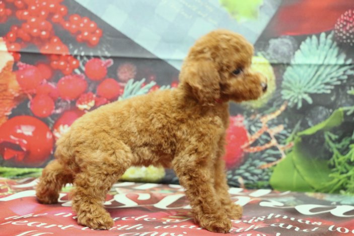 トイプードルブリーダー子犬レッド女の子生後2ヶ月。千葉県鎌ヶ谷市船橋市市川市柏市白井市印西市千葉市ブリーダー画像