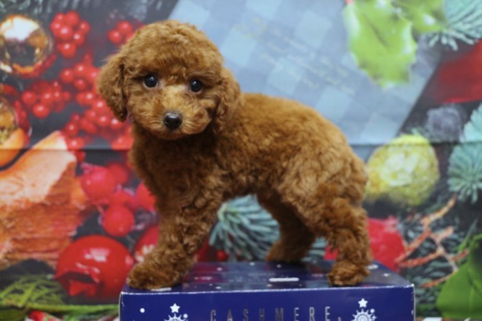 トイプードルブリーダー子犬レッド女の子生後2ヶ月。千葉県鎌ヶ谷市船橋市市川市柏市白井市印西市千葉市ブリーダー画像