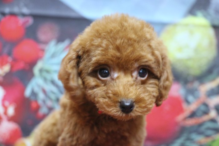 トイプードルブリーダー子犬レッド女の子生後2ヶ月。千葉県鎌ヶ谷市船橋市市川市柏市白井市印西市千葉市ブリーダー画像