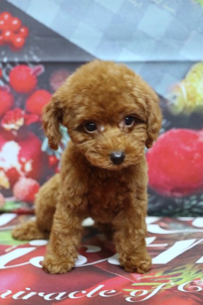 トイプードルブリーダー子犬レッド女の子生後2ヶ月。千葉県鎌ヶ谷市船橋市市川市柏市白井市印西市千葉市ブリーダー画像