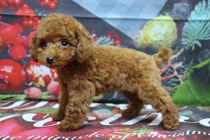 トイプードルブリーダー子犬レッド女の子生後2ヶ月。千葉県鎌ヶ谷市船橋市市川市柏市白井市印西市千葉市ブリーダー画像