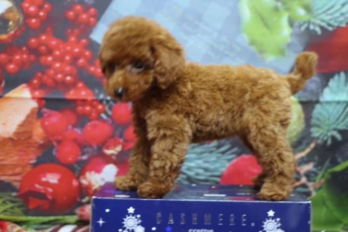 トイプードルブリーダー子犬レッド女の子生後2ヶ月。千葉県鎌ヶ谷市船橋市市川市柏市白井市印西市千葉市ブリーダー画像