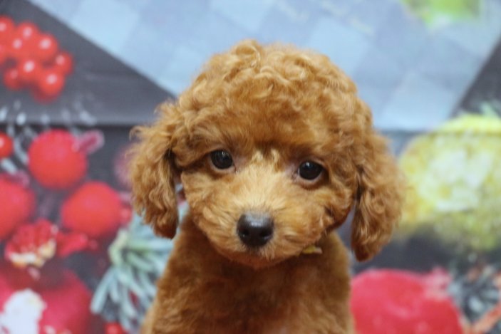 トイプードルブリーダー子犬レッド女の子生後2ヶ月。千葉県鎌ヶ谷市船橋市市川市柏市白井市印西市千葉市ブリーダー画像