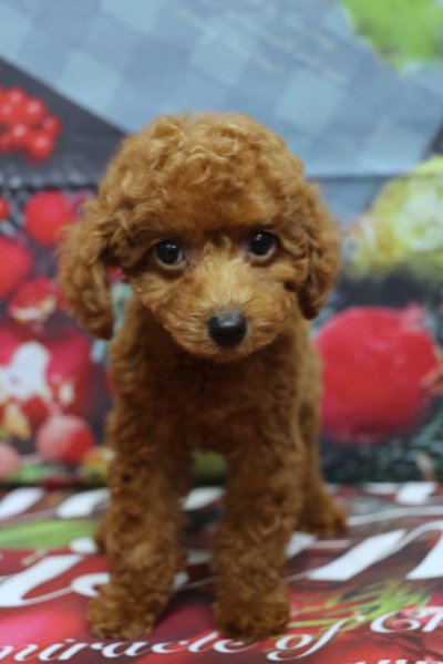 トイプードルブリーダー子犬レッド女の子生後2ヶ月。千葉県鎌ヶ谷市船橋市市川市柏市白井市印西市千葉市ブリーダー画像