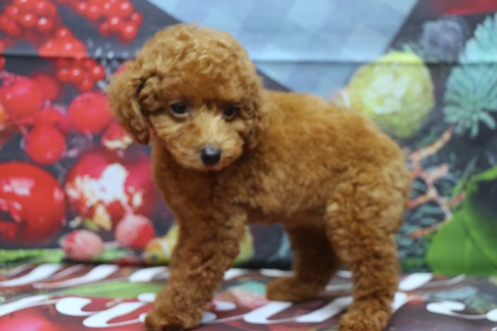 トイプードルブリーダー子犬レッド女の子生後2ヶ月。千葉県鎌ヶ谷市船橋市市川市柏市白井市印西市千葉市ブリーダー画像