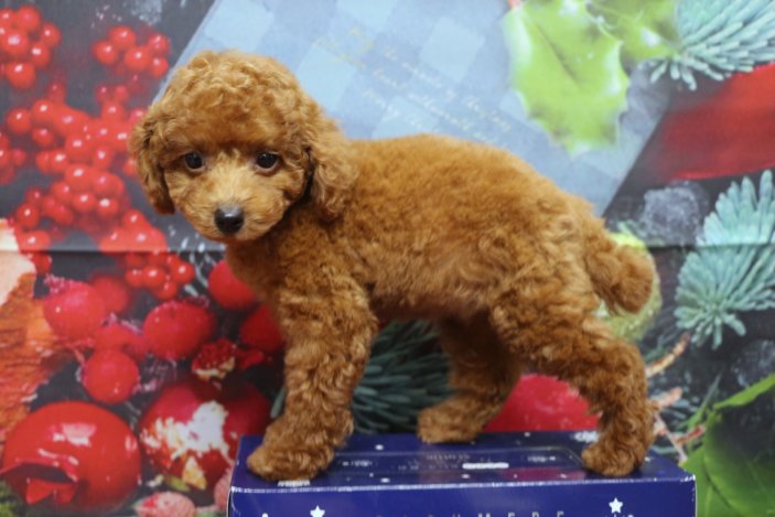 トイプードルブリーダー子犬レッド女の子生後2ヶ月。千葉県鎌ヶ谷市船橋市市川市柏市白井市印西市千葉市ブリーダー画像