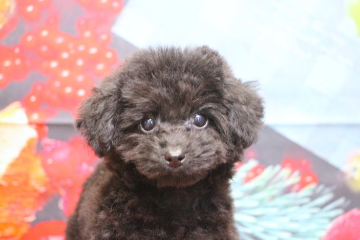 ティーカッププードルブリーダー子犬ブラック女の子生後3ヶ月。千葉県鎌ヶ谷市船橋市市川市柏市白井市印西市千葉市ブリーダー画像
