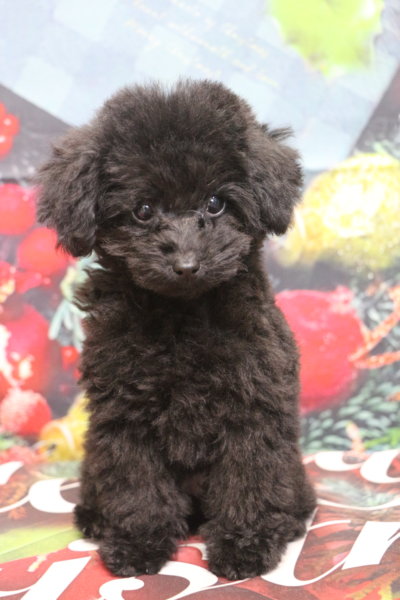 ティーカッププードルブリーダー子犬ブラック女の子生後3ヶ月。千葉県鎌ヶ谷市船橋市市川市柏市白井市印西市千葉市ブリーダー画像