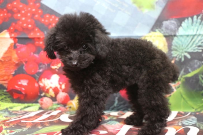 ティーカッププードルブリーダー子犬ブラック女の子生後3ヶ月。千葉県鎌ヶ谷市船橋市市川市柏市白井市印西市千葉市ブリーダー画像