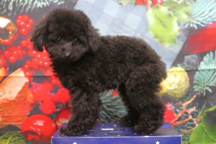 ティーカッププードルブリーダー子犬ブラック女の子生後3ヶ月。千葉県鎌ヶ谷市船橋市市川市柏市白井市印西市千葉市ブリーダー画像
