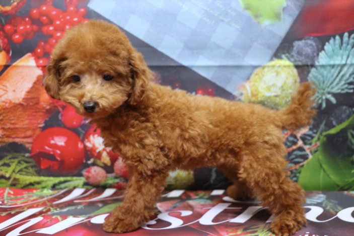 タイニープードルブリーダー子犬レッド女の子生後3ヶ月。千葉県鎌ヶ谷市船橋市市川市柏市白井市印西市千葉市ブリーダー画像