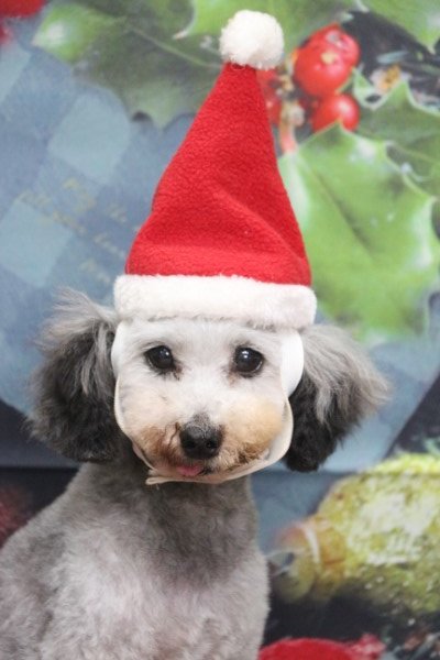 トリミングサロン、トリマー、千葉県鎌ヶ谷市船橋市市川市松戸市柏市白井市印西市千葉市、撮影サービス画像