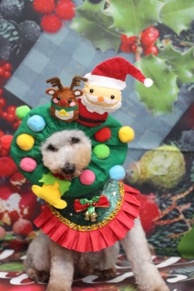 トリミングサロン、トリマー、千葉県鎌ヶ谷市船橋市市川市松戸市柏市白井市印西市千葉市、撮影サービス画像