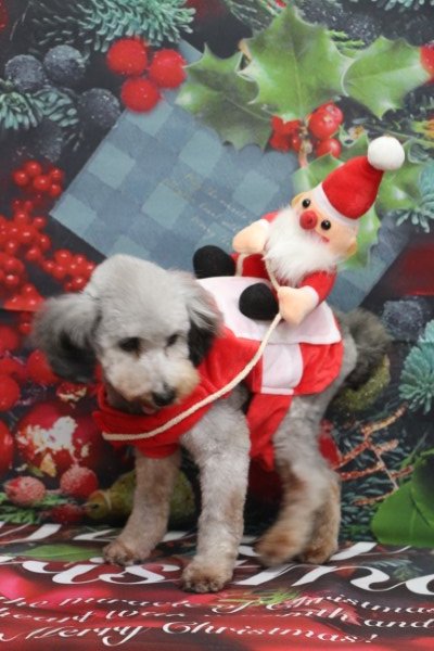 トリミングサロン、トリマー、千葉県鎌ヶ谷市船橋市市川市松戸市柏市白井市印西市千葉市、撮影サービス画像