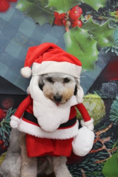 トリミングサロン、トリマー、千葉県鎌ヶ谷市船橋市市川市松戸市柏市白井市印西市千葉市、撮影サービス画像