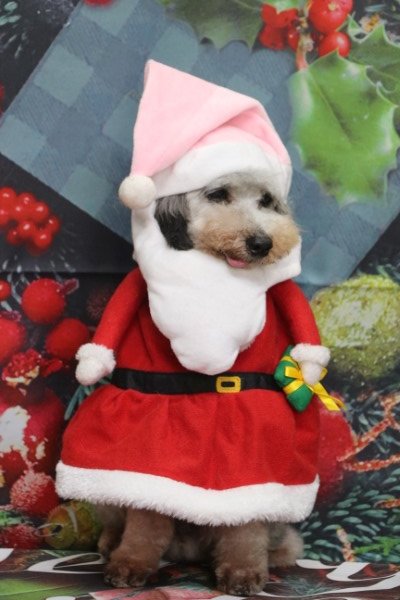 トリミングサロン、トリマー、千葉県鎌ヶ谷市船橋市市川市松戸市柏市白井市印西市千葉市、撮影サービス画像