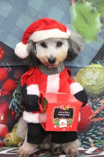 トリミングサロン、トリマー、千葉県鎌ヶ谷市船橋市市川市松戸市柏市白井市印西市千葉市、撮影サービス画像