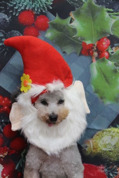 トリミングサロン、トリマー、千葉県鎌ヶ谷市船橋市市川市松戸市柏市白井市印西市千葉市、撮影サービス画像