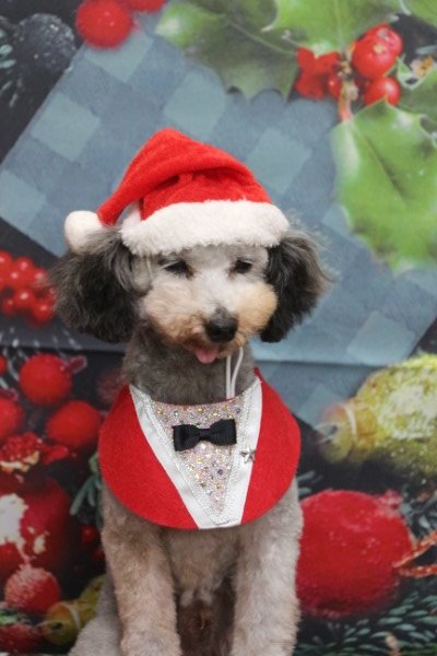 トリミングサロン、トリマー、千葉県鎌ヶ谷市船橋市市川市松戸市柏市白井市印西市千葉市、撮影サービス画像