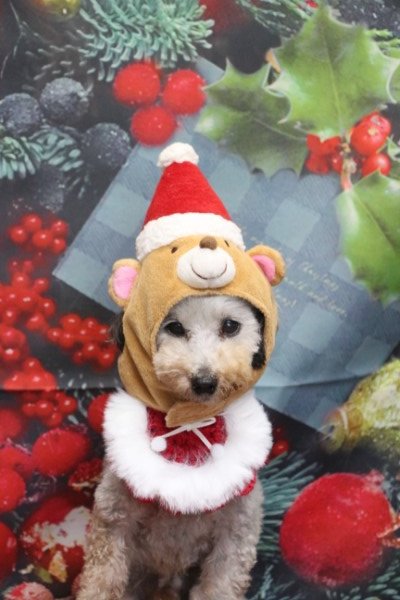 トリミングサロン、トリマー、千葉県鎌ヶ谷市船橋市市川市松戸市柏市白井市印西市千葉市、撮影サービス画像