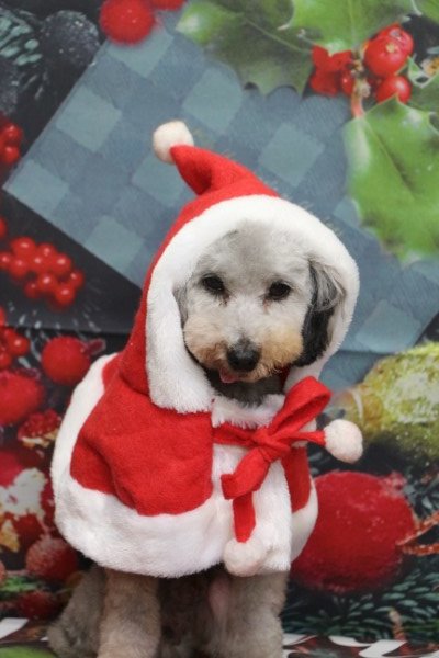 トリミングサロン、トリマー、千葉県鎌ヶ谷市船橋市市川市松戸市柏市白井市印西市千葉市、撮影サービス画像