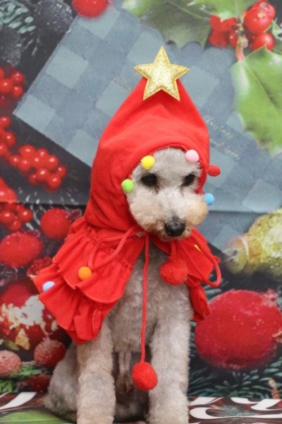 トリミングサロン、トリマー、千葉県鎌ヶ谷市船橋市市川市松戸市柏市白井市印西市千葉市、撮影サービス画像