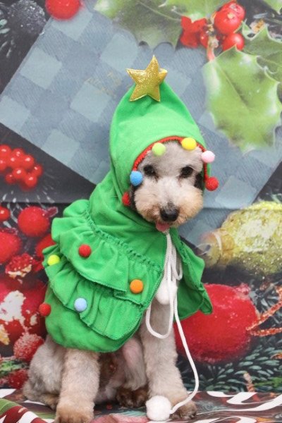 トリミングサロン、トリマー、千葉県鎌ヶ谷市船橋市市川市松戸市柏市白井市印西市千葉市、撮影サービス画像