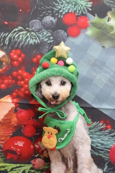 トリミングサロン、トリマー、千葉県鎌ヶ谷市船橋市市川市松戸市柏市白井市印西市千葉市、撮影サービス画像