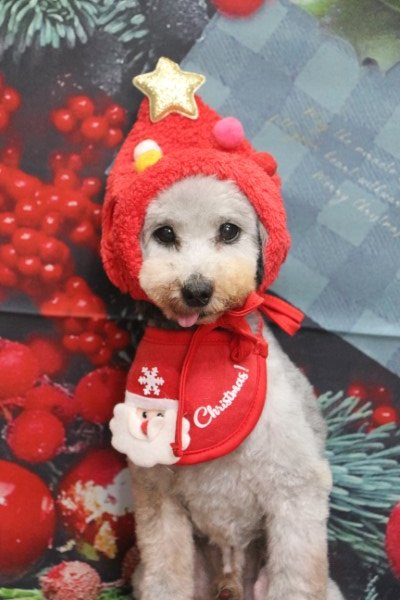 トリミングサロン、トリマー、千葉県鎌ヶ谷市船橋市市川市松戸市柏市白井市印西市千葉市、撮影サービス画像