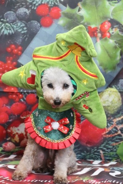 トリミングサロン、トリマー、千葉県鎌ヶ谷市船橋市市川市松戸市柏市白井市印西市千葉市、撮影サービス画像