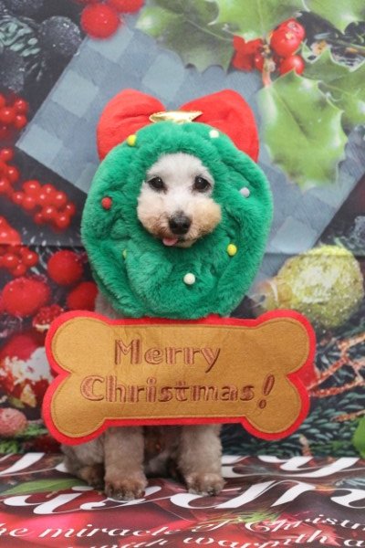 トリミングサロン、トリマー、千葉県鎌ヶ谷市船橋市市川市松戸市柏市白井市印西市千葉市、撮影サービス画像