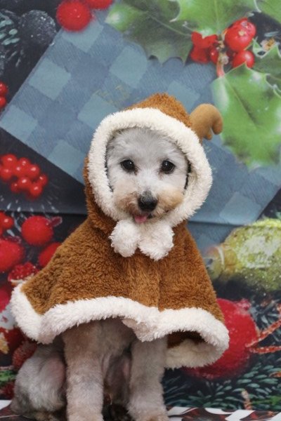 トリミングサロン、トリマー、千葉県鎌ヶ谷市船橋市市川市松戸市柏市白井市印西市千葉市、撮影サービス画像