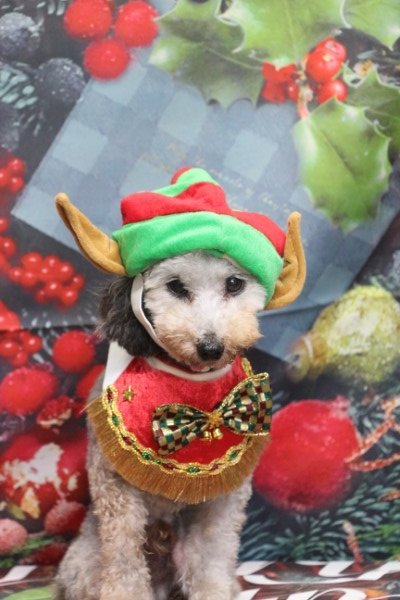 トリミングサロン、トリマー、千葉県鎌ヶ谷市船橋市市川市松戸市柏市白井市印西市千葉市、撮影サービス画像