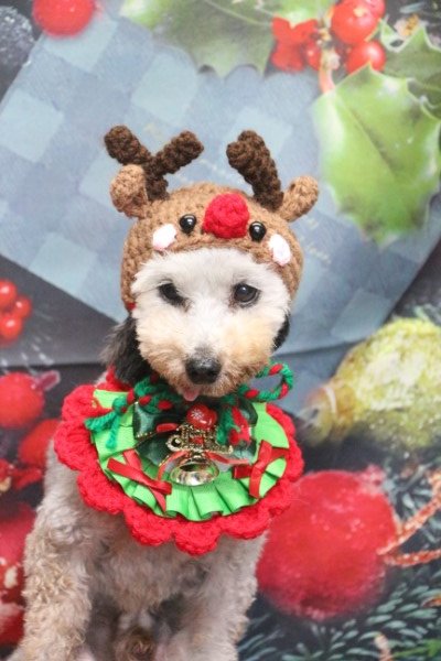 トリミングサロン、トリマー、千葉県鎌ヶ谷市船橋市市川市松戸市柏市白井市印西市千葉市、撮影サービス画像