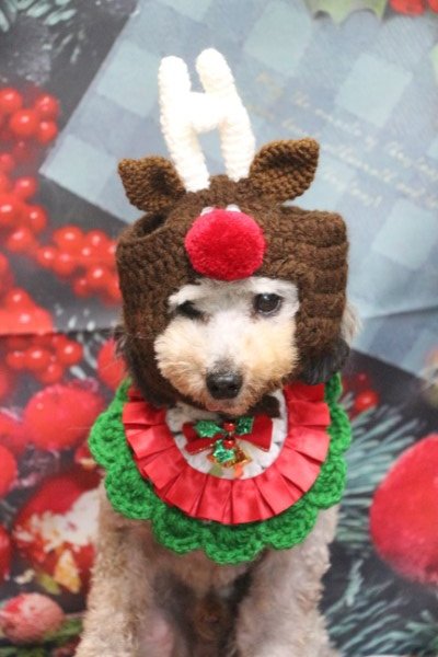 トリミングサロン、トリマー、千葉県鎌ヶ谷市船橋市市川市松戸市柏市白井市印西市千葉市、撮影サービス画像