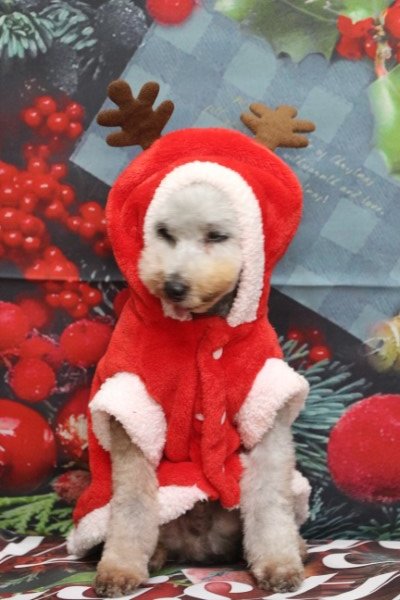 トリミングサロン、トリマー、千葉県鎌ヶ谷市船橋市市川市松戸市柏市白井市印西市千葉市、撮影サービス画像